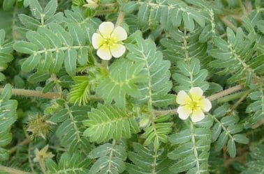 Tribulus terrestris - an herb every man should know 2 Tribulus terrestris