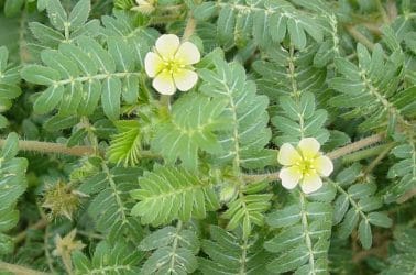  Tribulus terrestris