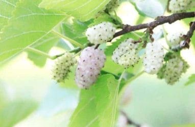 white mulberry