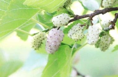 White mulberries for weight loss - a remedy for sugar fluctuations and uncontrollable appetite 4 white mulberry