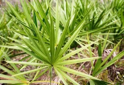 DHT natural blockers - reviews, do they really work. 3 saw palmetto