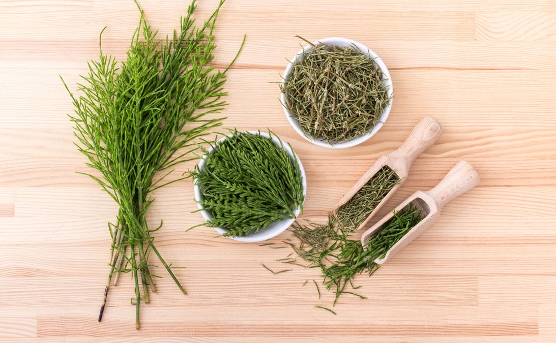 Horsetail - health and hair loss preventing properties 1 Depositphotos 154757752 L