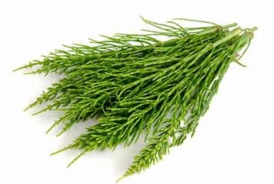 Horsetail - health and hair loss preventing properties 3 field horsetail