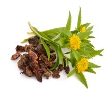 Pure Mente Dream On Capsules - stress under control and no problems with sleep 6 Rhodiola rosea