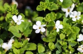  Bacopa monnieri