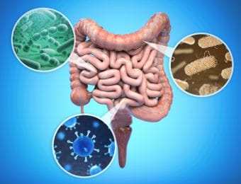  intestinal bacteria