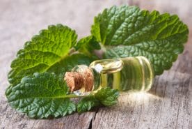  lemon balm