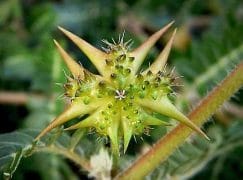  Tribulus terrestris