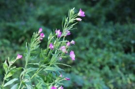 Prostoxalen - the pill that makes you forget prostate problems 7 Willowbush