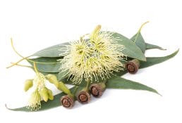 Variforce - natural ingredients to help fight varicose veins 7 eucalyptus
