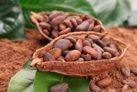Keto Black - a supplement to support a ketogenic diet 4 cocoa beans