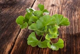 GigantX - enlarged penis, strong erection and no problems with libido 6 Ginkgo biloba