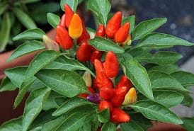 GigantX - enlarged penis, strong erection and no problems with libido 7 capsicum