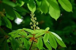 Beflexan - natural ointment for injuries, arthritis and inflammation of joints 7 horse chestnut