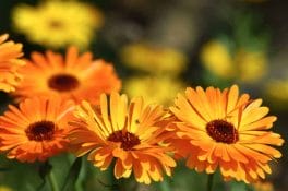 Beflexan - natural ointment for injuries, arthritis and inflammation of joints 6 Calendula