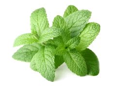 Manximo Gel - gel that causes erections strong as never before 8 Peppermint