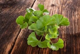 Manximo Gel - gel that causes erections strong as never before 6 Ginkgo biloba
