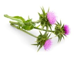  Milk thistle