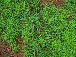 UrinoFix - natural, plant-based incontinence capsules 6 couch grass