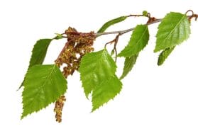 UrinoFix - natural, plant-based incontinence capsules 8 birch leaves