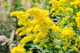 UrinoFix - natural, plant-based incontinence capsules 10 goldenrod