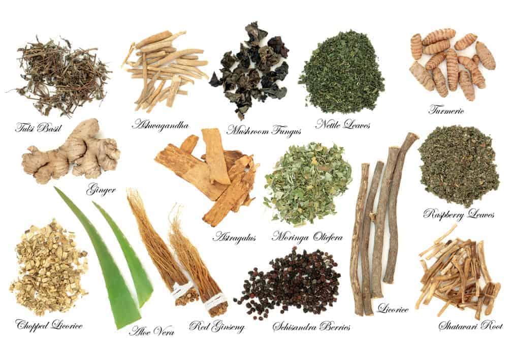 Adaptogens - what are they and how do they affect the human body? 1 Depositphotos 243631968 S
