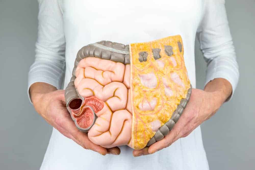  human intestines model