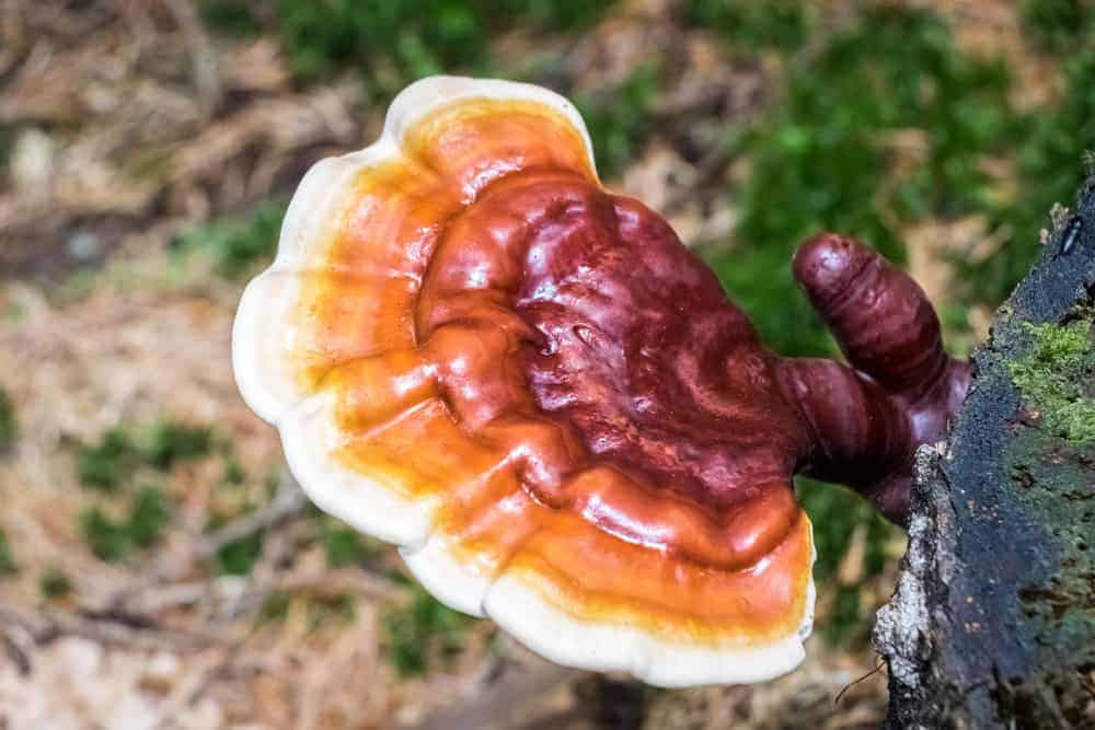  reishi mushrooms
