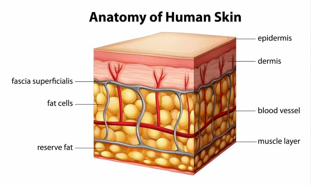  cross-section of human skin