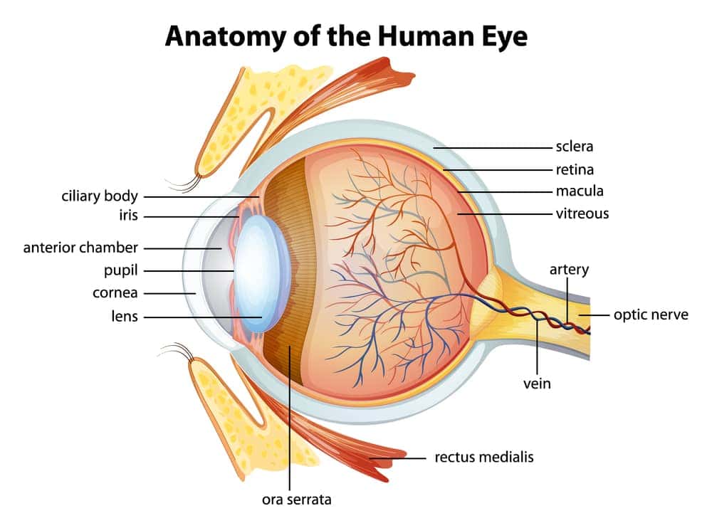  structure of the human eye