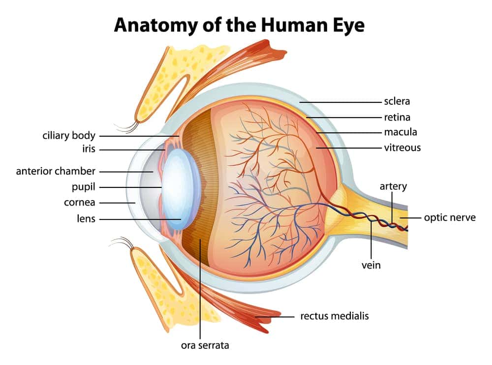 Eyevita Plus - a supplement that will take care of good eyesight 2 structure of the human eye