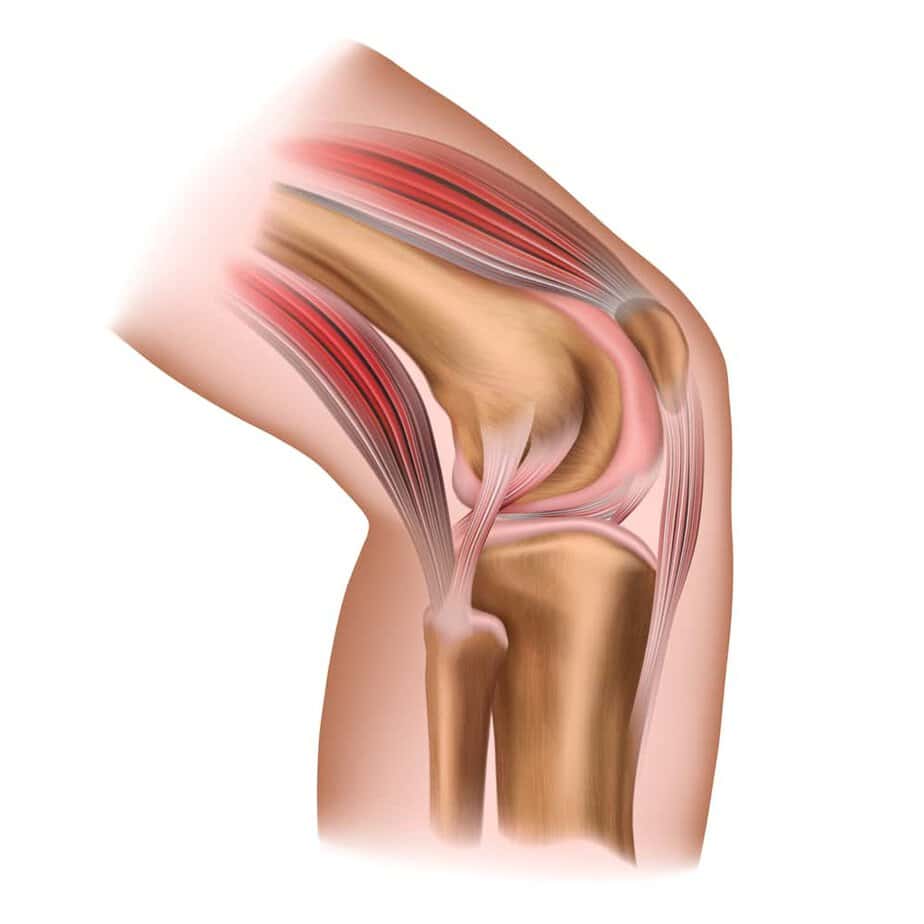  structure of the knee joint