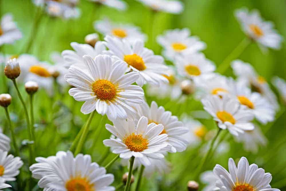  common chamomile