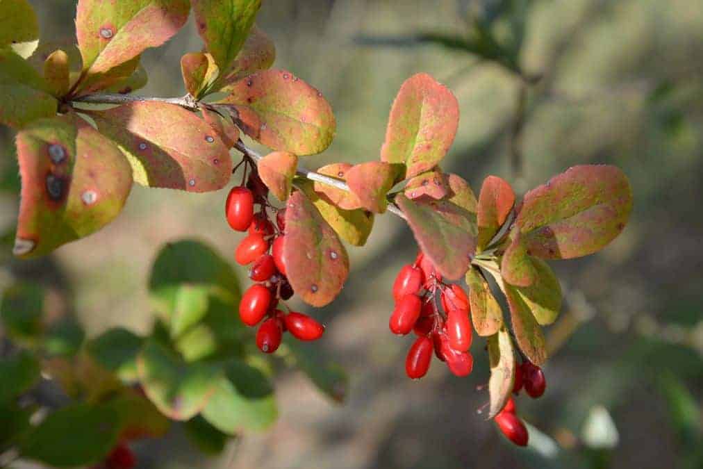 Berberis and berberine - what are they and how do they affect the human body? 1 Depositphotos 54963327 S