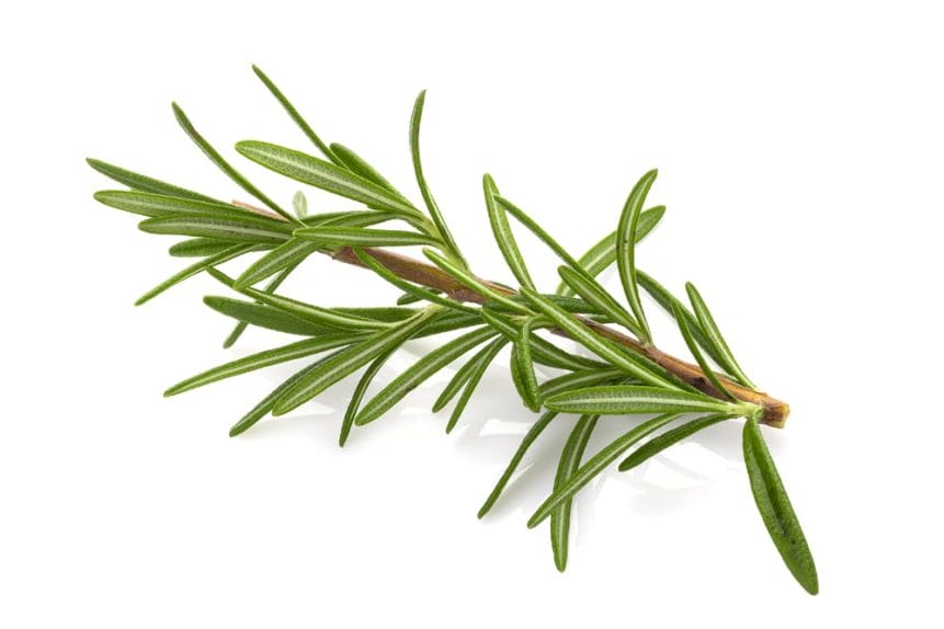 What aromatherapy is all about - principles of using essential oils 6 rosemary
